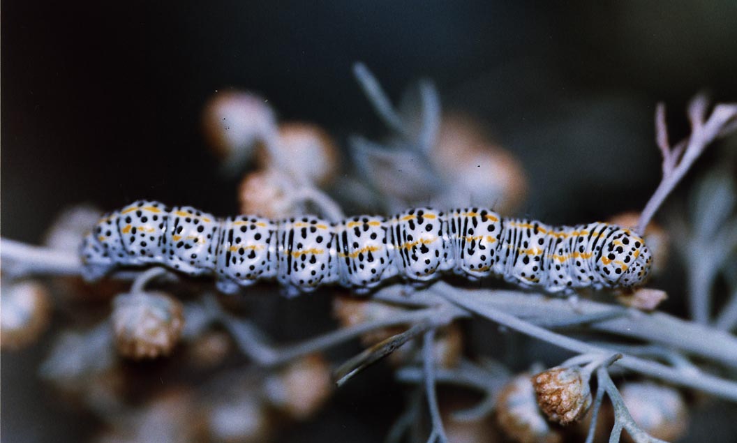 Lasiocampa trifolii e Cucullia tanaceti